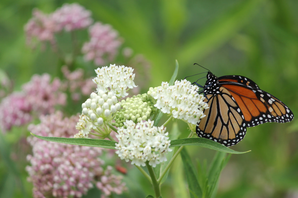 20 WHITE WORLED (Horesetail) MILKWEED Asclepias Verticillata Flower Seeds