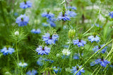 500 LOVE IN A MIST Miss Jekyll Blue ( Fennel Flower ) Nigella Damascena Flower Seeds