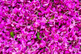 300 FIREWEED / ROSEBAY (Great Willowherb) Epilobium Angustifolium Flower Seeds