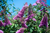 50 VIOLET BUTTERFLY BUSH Buddleja Davidii Purple Flower Seeds