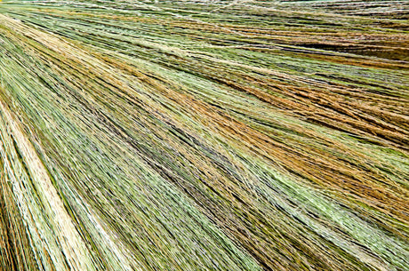 50 Mixed Colors BROOM CORN SORGHUM Bicolor Heirloom Grain Seeds for Dried Decor