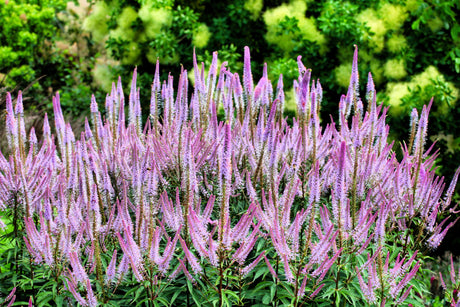 50 Mixed Colors VERONICA SIGHTSEEING MIXTURE (Spike Speedwell) Veronica Spicata Flower Seeds