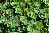 150 MIXED SEDUM Stonecrop Succulent Groundcover Red White Yellow Pink Purple Flower Seeds