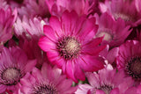 300 IMMORTELLE IMMORTAL MIX Xeranthemum Paper Daisy Everlasting Flower Seeds