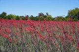 25 RED YUCCA Hesperaloe Parviflora aka Hummingbird, Coral, & Texas Yucca Flower Seeds