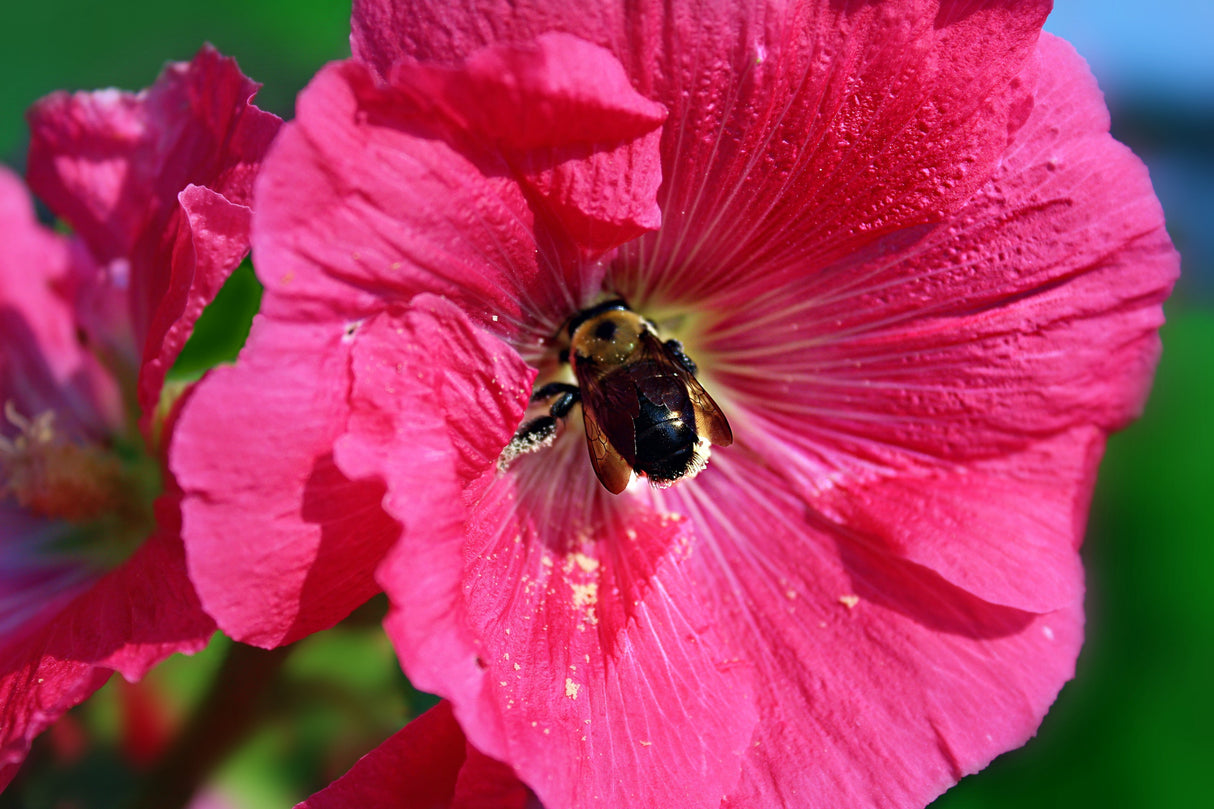 25 BRIGHT PINK HOLLYHOCK Alcea Rosea Flower Seeds Perennial