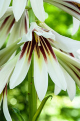 10 Seeds GIANT HIMALAYAN LILY Cardiocrinum Giganteum White & Red Shade Flower