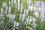 50 WHITE Showy OBEDIENT PLANT False Dragon Head Physostegia Virginiana Flower Seeds