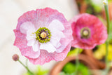 100 MOTHER Of PEARL POPPY Mix Papaver Rhoeas Shirley Flower Seeds Mixed Colors