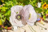 100 MOTHER Of PEARL POPPY Mix Papaver Rhoeas Shirley Flower Seeds Mixed Colors
