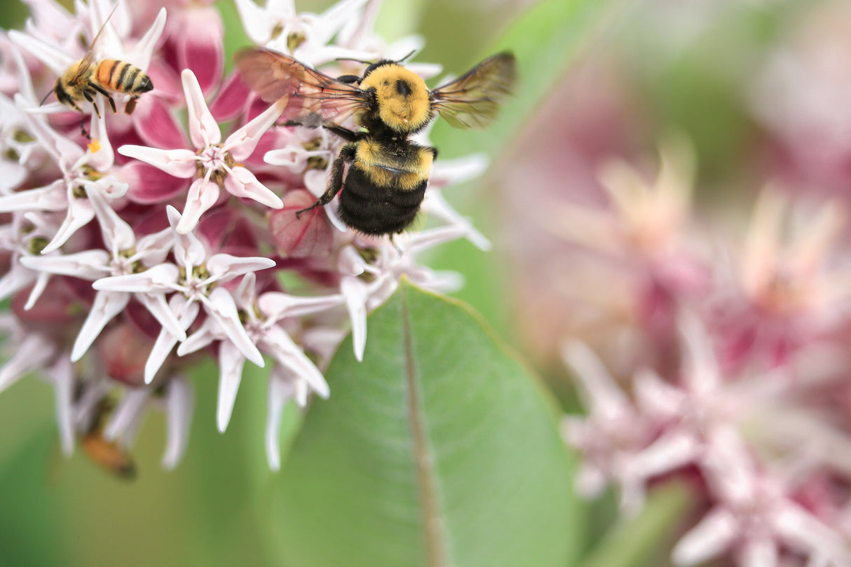 50 SHOWY (Greek) MILKWEED Asclepias Speciosa Flower Seeds