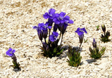 200 FRINGED GENTIAN Gentiana Crinita Gentianopsis Native Herb Blue Purple Flower Seeds