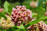 100 PINK MILKWEED Common Asclepias Syriaca Monarch Flower Seeds
