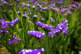 50 Purple STATICE / SEA LAVENDER Limonium Sinuatum Flower Seeds