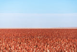 20 Syrup ROX ORANGE SORGHUM Waconia Sugar Cane Bicolor Vegetable Grain Seeds