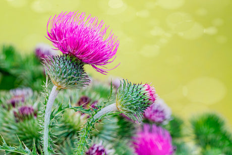 100 ORGANIC Blessed MILK THISTLE Silybum Marianum Hummingbird Purple Flower Seeds