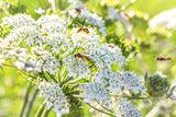400 CARAWAY Carum Carvi HERB Flower Seeds