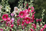 50 Mixed Colors HOLLYHOCK KING HENRY VIII Mix Alcea Rosea Flower Seeds