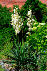 100 YUCCA (Soapweed / Soapwell / Beargrass / Great Plains Yucca) Yucca Glauca Flower Seeds