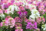 250 MIXED Colors QUEEN CLEOME (Spider Flower) Cleome Hassleriana Cleome Spinosa Flower Seeds
