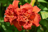 10 MIXED COLORS DAYLILY Hemerocallis Day Lily Fine Mix Red Purple Flower Seeds