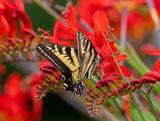 10 RED LUCIFER CROCOSMIA Crocosmia Masoniorum Flower Seeds