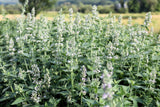 200 Lemon LEMONY CATNIP Nepeta Cataria Citriodora Herb Flower Seeds