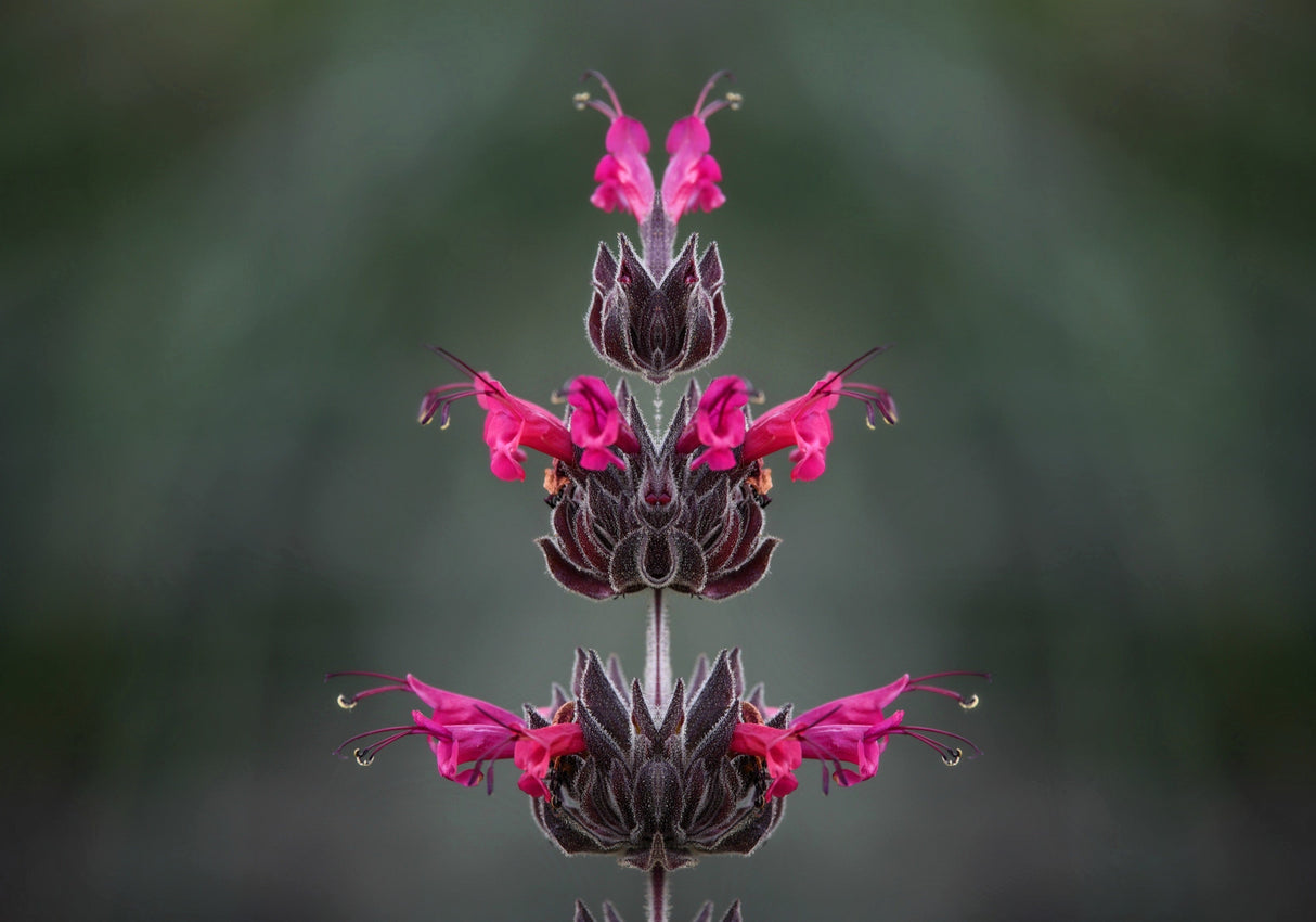 10 Organic California HUMMINGBIRD SAGE Salvia Spathacea Magenta Red Flower Herb Seeds