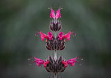 10 Organic California HUMMINGBIRD SAGE Salvia Spathacea Magenta Red Flower Herb Seeds