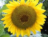 10 Early MAMMOTH RUSSIAN SUNFLOWER Helianthus Annuus Flower Seeds