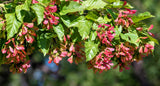 20 Tatarian FLAME MAPLE TREE Red Acer Tataricum Seeds
