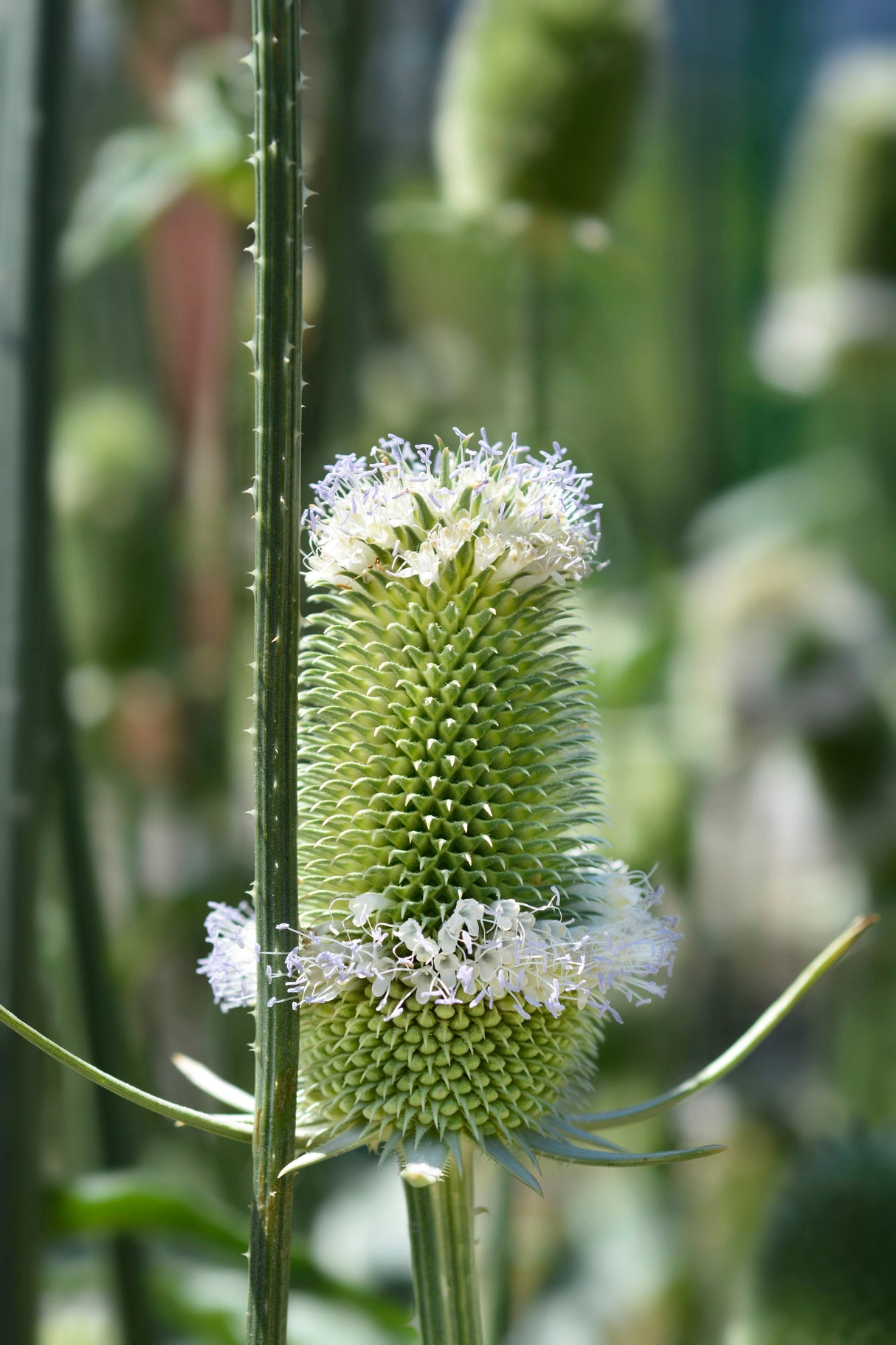 75 FULLERS TEASEL Indian Teasel Dipsacus Sativus White Flower Herb Seeds