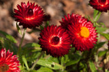 100 Red FIRE BALL STRAWFLOWER Xerochrysum Bracteatum Helichrysum Monstrosum Flower Seeds