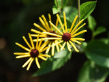 300 SWEET CONEFLOWER Rudbeckia Subtomentosa Yellow Black Eyed Susan Flower Seeds