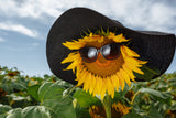 25 EBONY & GOLD SUNFLOWER Helianthus Annuus Flower Seeds