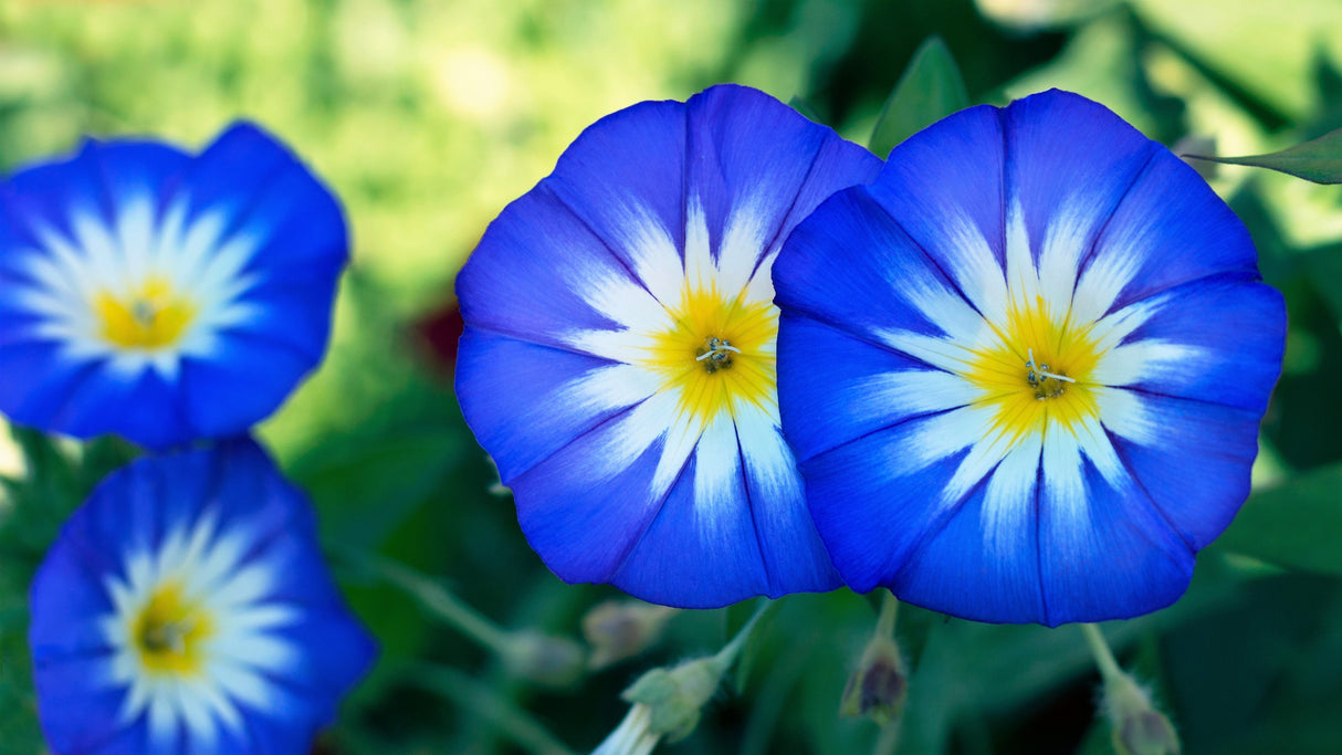 40 Dwarf BLUE FLASH MORNING GLORY Convolvulus Tricolor Violet Blue White & Yellow Flower Vine Seeds