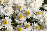 100 PEARLY EVERLASTING Anaphalis Margaritacea Fragrant Butterfly Flower Seeds