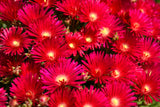100 Gelato Bright RED ICE PLANT Mesembryanthemum Daisy Livingstone Flower Seeds