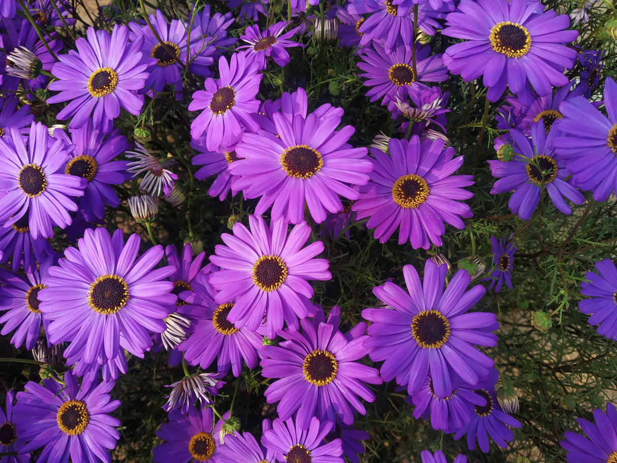 200 Purple Mix SWAN RIVER DAISY Brachyscome Iberidifolia Flower Seeds
