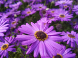 200 Purple Mix SWAN RIVER DAISY Brachyscome Iberidifolia Flower Seeds