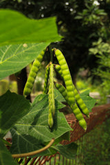 20 JICAMA Mexican Yam Bean Potato Bean Pachyrhizus Erosus Vining Legume Root Vegetable Blue Flower Seeds