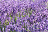 500 True ENGLISH LAVENDER VERA Lavandula Angustifolia Vera Herb Purple Flower Seeds