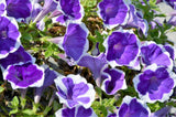 50 PICOTEE MIX PETUNIA Multiflora Mixed Colors Bicolor White Blue Purple Pink Red Flower Seeds