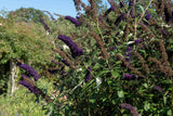 50 Dark PURPLE BUTTERFLY BUSH Buddleja Davidii Hummingbird Shrub Fragrant Flower Seeds