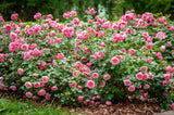 5 PINK ROSE Rosa Bush Shrub Perennial Flower Seeds