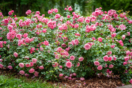 5 PINK ROSE Rosa Bush Shrub Perennial Flower Seeds