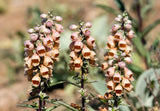 50 RUSTY FOXGLOVE Hummingbird Flower Digitalis Ferruginea Yellow Herald Seeds
