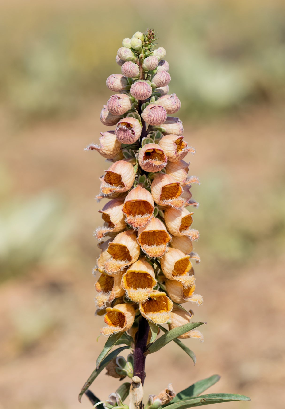 50 RUSTY FOXGLOVE Hummingbird Flower Digitalis Ferruginea Yellow Herald Seeds