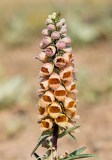 50 RUSTY FOXGLOVE Hummingbird Flower Digitalis Ferruginea Yellow Herald Seeds