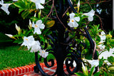5 CHILEAN JASMINE / MANDEVILLA Laxa White Fragrant Flower Vine Seeds